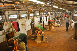 Cooinbil Shearing 038578  © Claire Parks Photography